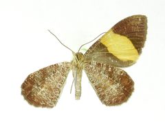 Heterusia flavior by the Smithsonian. Used under a CC0 license.