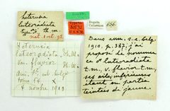 Heterusia flavior by the Smithsonian. Used under a CC0 license.