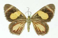 Heterusia substriata by the Smithsonian. Used under a CC0 license.