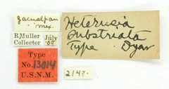 Heterusia substriata by the Smithsonian. Used under a CC0 license.