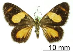 Heterusia substriata by the Smithsonian. Used under a CC0 license.