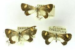Heterusia triflavata by the Smithsonian. Used under a CC0 license.