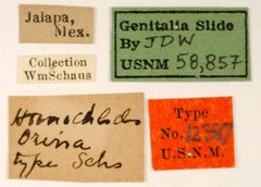Homochlodes orina by the Smithsonian. Used under a CC0 license.