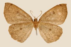 Homochlodes orina by the Smithsonian. Used under a CC0 license.