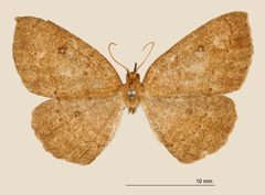Homochlodes orina by the Smithsonian. Used under a CC0 license.