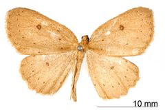 Homochlodes parita by the Smithsonian. Used under a CC0 license.
