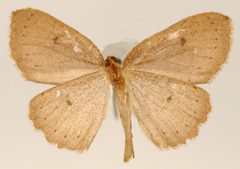 Homochlodes parita by the Smithsonian. Used under a CC0 license.