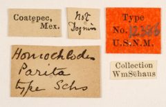 Homochlodes parita by the Smithsonian. Used under a CC0 license.