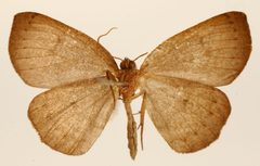 Homochlodes sartina by the Smithsonian. Used under a CC0 license.