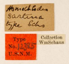 Homochlodes sartina by the Smithsonian. Used under a CC0 license.