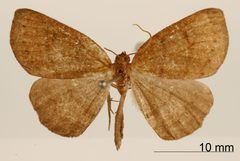 Homochlodes sartina by the Smithsonian. Used under a CC0 license.