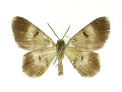 Hymenomima exangulata by the Smithsonian. Used under a CC0 license.