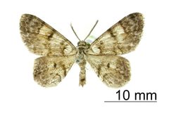Hymenomima exangulata by the Smithsonian. Used under a CC0 license.