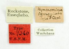 Hymenomima exangulata by the Smithsonian. Used under a CC0 license.