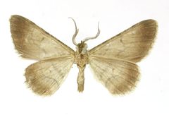 Hymenomima infoveata by the Smithsonian. Used under a CC0 license.