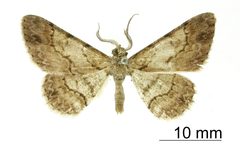 Hymenomima infoveata by the Smithsonian. Used under a CC0 license.