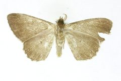 Hymenomima mediorasa by the Smithsonian. Used under a CC0 license.
