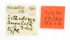 Lithostege angulata by the Smithsonian. Used under a CC0 license.