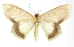 Lithostege angulata by the Smithsonian. Used under a CC0 license.