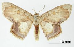 Lithostege angulata by the Smithsonian. Used under a CC0 license.