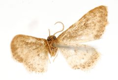 Lobocleta griseolimbata by the Smithsonian. Used under a CC0 license.