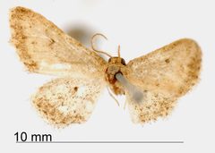 Lobocleta griseolimbata by the Smithsonian. Used under a CC0 license.