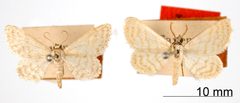 Lobocleta translineata by the Smithsonian. Used under a CC0 license.