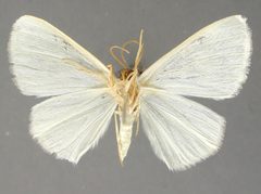 Lomographa discolorata by the Smithsonian. Used under a CC0 license.