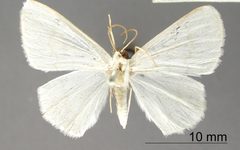 Lomographa discolorata by the Smithsonian. Used under a CC0 license.