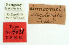 Lomographa discolorata by the Smithsonian. Used under a CC0 license.