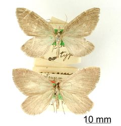 Marmopteryx elongata by the Smithsonian. Used under a CC0 license.