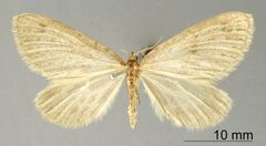 Marmopteryx eludens by the Smithsonian. Used under a CC0 license.