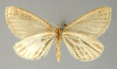 Marmopteryx eludens by the Smithsonian. Used under a CC0 license.