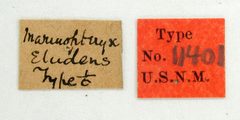 Marmopteryx eludens by the Smithsonian. Used under a CC0 license.