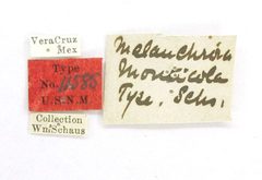 Melanchroia monticola by the Smithsonian. Used under a CC0 license.