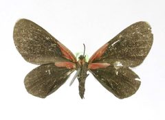 Melanchroia monticola by the Smithsonian. Used under a CC0 license.