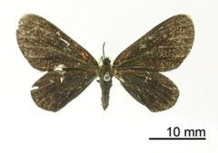 Melanchroia monticola by the Smithsonian. Used under a CC0 license.