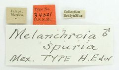Melanchroia spuria by the Smithsonian. Used under a CC0 license.