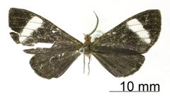 Melanchroia tritonaria by the Smithsonian. Used under a CC0 license.