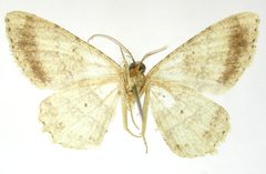 Melanolophia conara by the Smithsonian. Used under a CC0 license.