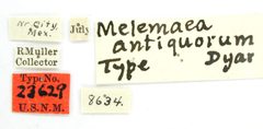 Melemaea antiquorum by the Smithsonian. Used under a CC0 license.