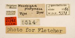 Mesoleuca platymesa by the Smithsonian. Used under a CC0 license.