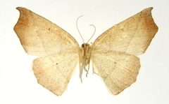 Metanema excavaria by the Smithsonian. Used under a CC0 license.