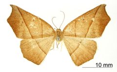 Metanema excavaria by the Smithsonian. Used under a CC0 license.