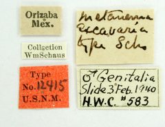 Metanema excavaria by the Smithsonian. Used under a CC0 license.