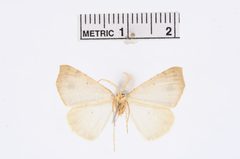 Metanema olivata cochizeata by the Smithsonian. Used under a CC0 license.
