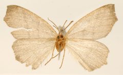 Metanema santella by the Smithsonian. Used under a CC0 license.