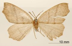 Metanema santella by the Smithsonian. Used under a CC0 license.