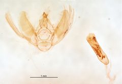 Nasusina insipidata by the Smithsonian. Used under a CC0 license.