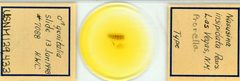 Nasusina insipidata by the Smithsonian. Used under a CC0 license.